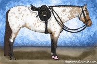 Horse Color:Brown Roan Dun Appaloosa 