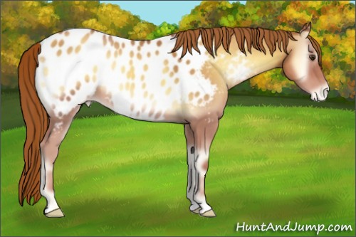 Horse Color:Gold Champagne Onyx Near Leopard 