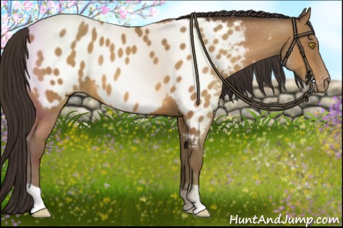 Horse Color:Sable Champagne Appaloosa 