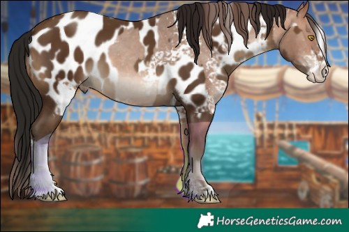 Horse Color:White Spotted Sable Champagne Tobiano Varnish and Gray Sable Champagne Near Leopard