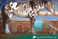 Horse Color:White Spotted Sable Champagne Tobiano Varnish and Gray Sable Champagne Near Leopard