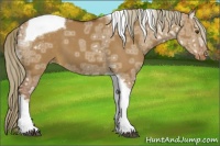 Horse Color:Red Dun Ice Tobiano Varnish 