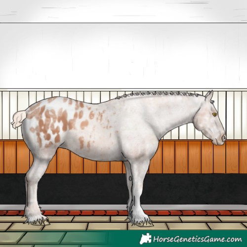 Horse Color:Gold Champagne Ice Sabino Varnish