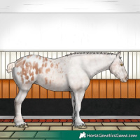 Horse Color:Gold Champagne Ice Sabino Varnish