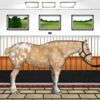 Horse Color:Gold Champagne Ice Sabino Appaloosa 