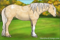 Horse Color:Silver Sable Cream Champagne Ice Varnish 