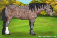 Horse Color:Brown Ice Appaloosa