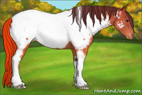 Horse Color:Classic Champagne Tobiano Appaloosa
