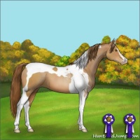 Horse Color:Brown Pearl Sabino Tobiano 