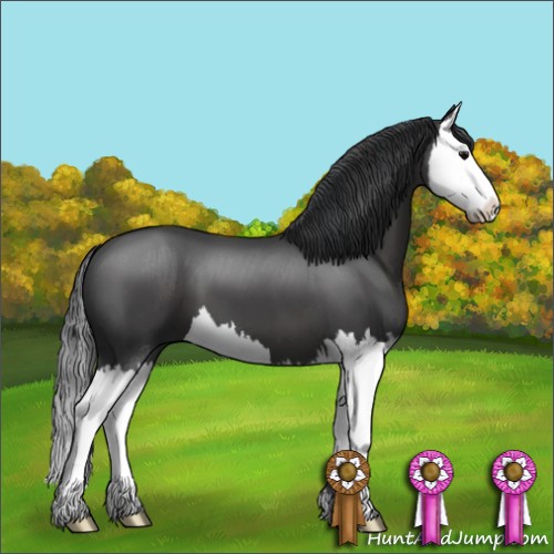 Horse Color:Black Sabino Splash 