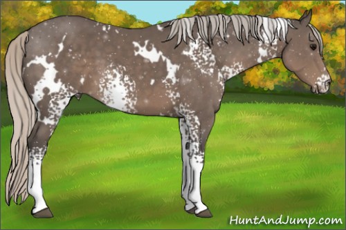 Horse Color:White Spotted Silver Black 