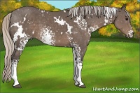 Horse Color:White Spotted Silver Black 