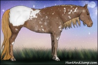 Horse Color:White Spotted Chestnut Appaloosa 