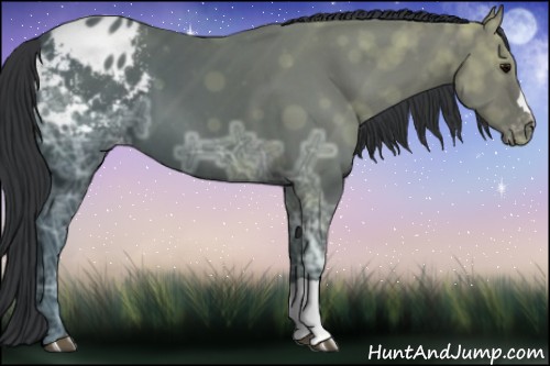 Horse Color:Black Ice Appaloosa 