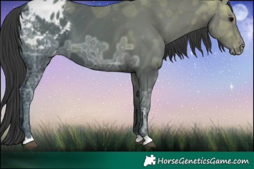 Horse Color:Black Ice Blanket 