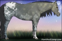 Horse Color:Black Ice Appaloosa 