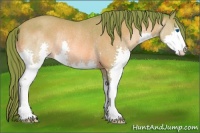 Horse Color:Watercolor Sable Champagne Splash Appaloosa Rabicano 