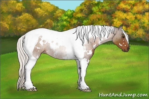 Horse Color:White Spotted Silver Brown Tobiano 