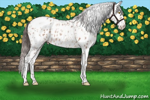 Horse Color:Amber Champagne Appaloosa  and Amber Champagne Appaloosa 