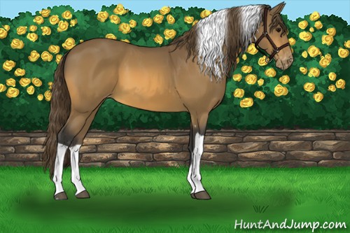 Horse Color:Buckskin Tobiano Varnish
