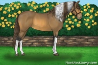 Horse Color:Buckskin Tobiano Varnish