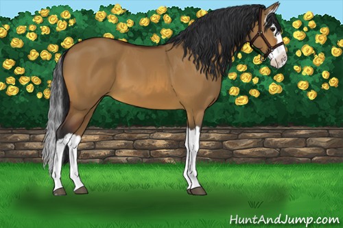 Horse Color:Bay Dun Splash 