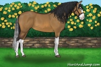 Horse Color:Bay Dun Splash 