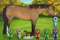 Horse Color:Bay Dun
