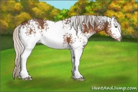 Horse Color:White Spotted Silver Brown