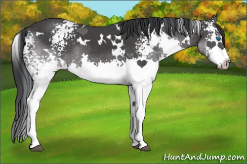 Horse Color:White Spotted Black Splash Rabicano