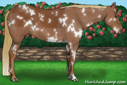Horse Color:White Spotted Chestnut 