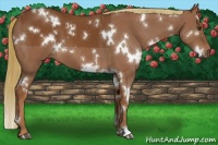 Horse Color:White Spotted Chestnut 