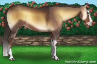 Horse Color:Liver Red Onyx Sabino Splash 