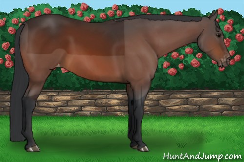 Horse Color:Bay Sabino Varnish
