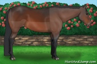 Horse Color:Bay Sabino Appaloosa