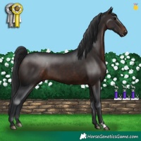 Horse Color:Brown 