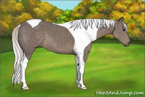 Horse Color:Unknown 