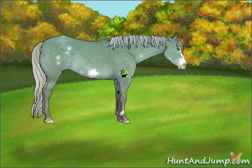 Horse Color:White Spotted Silver Classic Cream Champagne Dun Frame