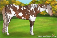Horse Color:White Spotted Liver Chestnut 