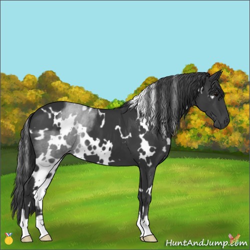 Horse Color:White Spotted Black