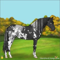 Horse Color:White Spotted Black
