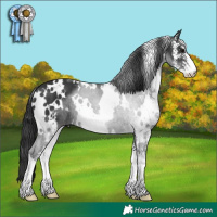 Horse Color:White Spotted Black Sabino