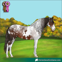 Horse Color:White Spotted Liver Chestnut Sabino