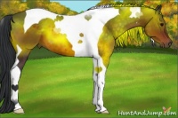 Horse Color:Brown Tobiano 