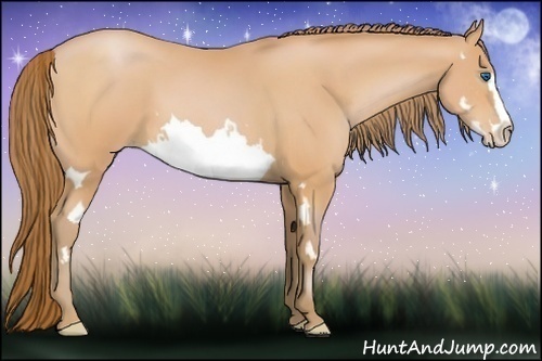 Horse Color:Bay Pearl Splash Frame