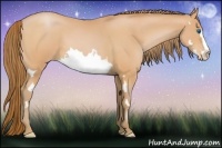 Horse Color:Bay Pearl Splash Frame