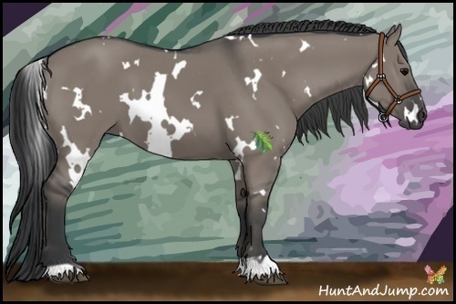 Horse Color:White Spotted Grullo 