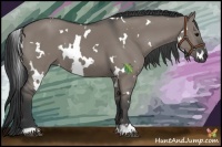 Horse Color:White Spotted Grullo