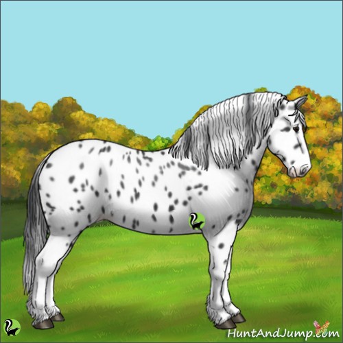 Horse Color:White Spotted Black Appaloosa