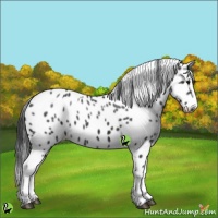 Horse Color:White Spotted Black Appaloosa 